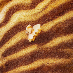 White seashell lying on striped golden sand at the beach.