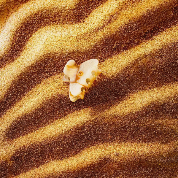 White seashell lying on striped golden sand at the beach.